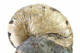 Iridescent Ammonite (Hoploscaphites) Fossil - Montana #316587-1